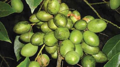 Adding fruit trees into your landscape or home orchard provides beautiful blooms and healthy edible fruits. tree nursery near me 2020 buy fruits, flowers, indore ...