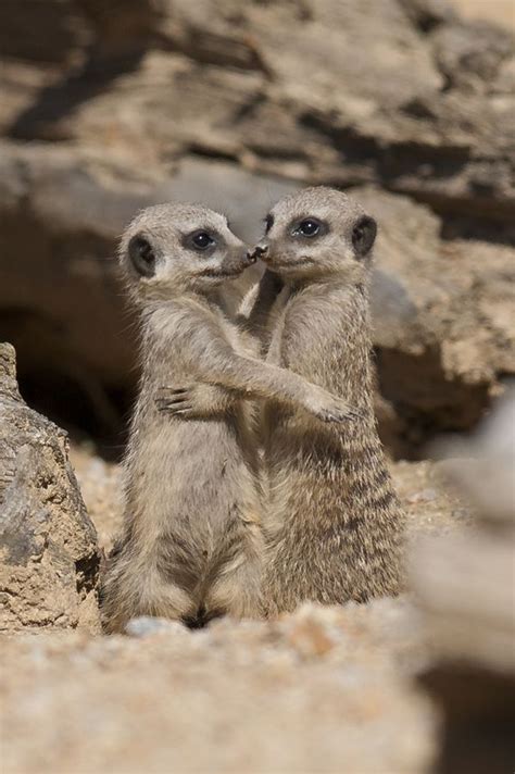 Meerkat Hug By George Rogers Via 500px Cute Baby Animals Animals