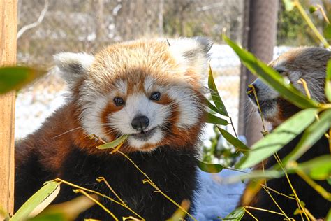 Oklahoma City Zoo Launches Red Panda Cam Oklahoma City