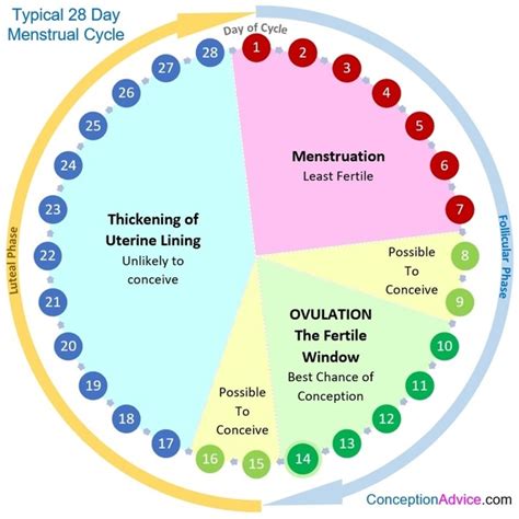 What Are My Fertile Days On A 28 Day Cycle
