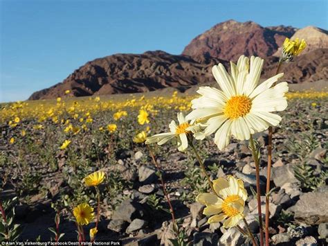 Death valley national park has a rare bloom of wildflowers. Death Valley flower super bloom in pictures and video ...