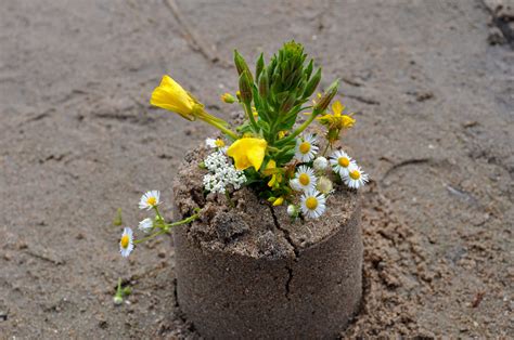 Free Images Beach Sand Leaf Flower Bouquet Spring Produce Soil