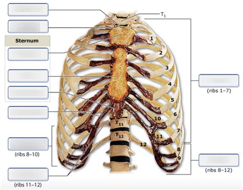Parts Of The Thoracic Cage Diagram Quizlet