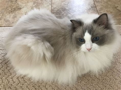 Doesnt Exactly Look Like My Cat But He Has The Same Eyes And Fluffy Fur