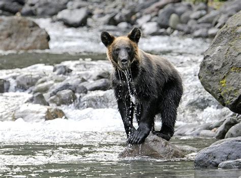 Bears In Japan Free Shipping On Orders Over Mahilanya