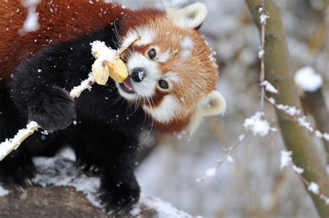 Red Panda Snow Apple By Josef Gelernter On 500px Animaux Les Plus