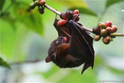 Time To Eat Fruit Bat Bat