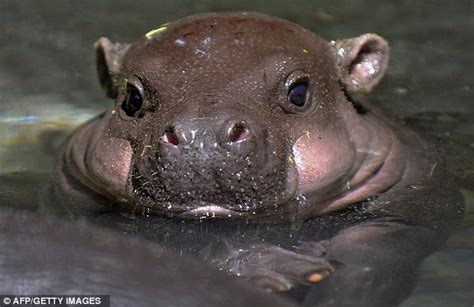 The last recorded newborn pygmy hippo was in november 2017 to a calf called abina. A face only a mother could love? Baby pygmy hippopotamus ...