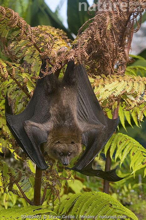 Nature Picture Library Rodrigues Flying Fox Pteropus Rodricensis