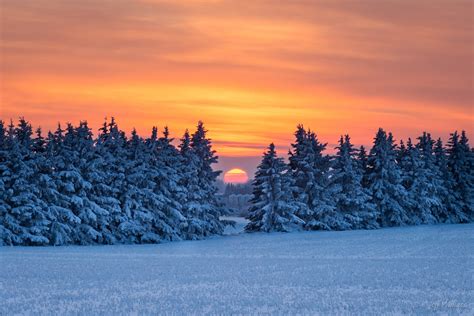 Landscape Sunset Snow Winter Sunrise Evening Morning Frost Pine