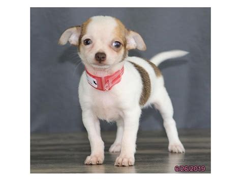 Chihuahua Dog Female Fawn White 2391507 Petland Carriage Place