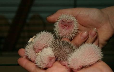 Newborn Hedgehogs 51 Pics