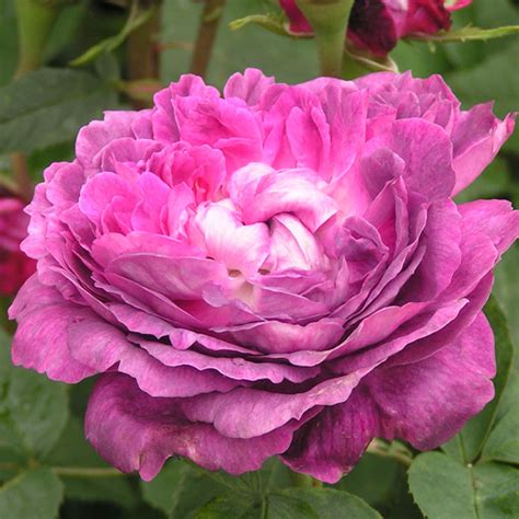 Reine Des Violettes Trevor White Roses