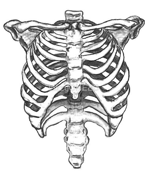 The thoracic cage consists of the 12 thoracic vertebrae, the associated intervertebral discs, 12 pairs of ribs with their costal cartilages, and the sternum. Skeleton Ribcage | Skeleton drawings, Skeleton art ...