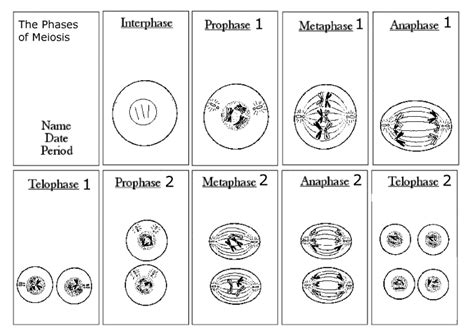18 Unique And Hands On Meiosis Activities Teaching Expertise