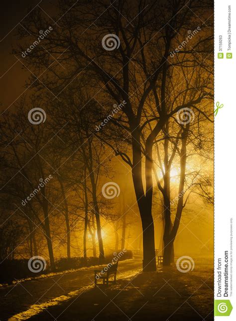 Foggy Night In Park Stock Image Image Of Valley Park 37159263