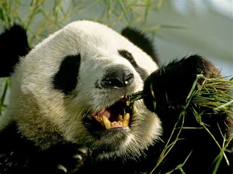 Oso Panda O Panda Gigante Ailuropoda Melanoleuca