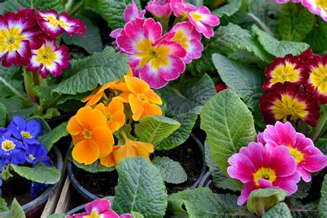 Free Picture Beautiful Flowers Colorful Spring Time Plant Flowers