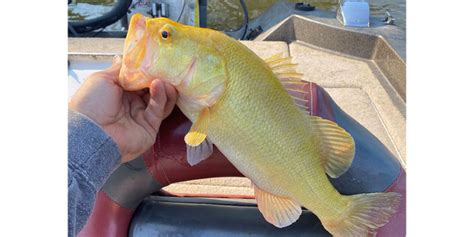 Virginia Fisherman Reels In Rare Largemouth Bass From River Havent