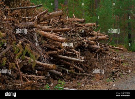 Large Pile Of Wood Remnants Left Over After Logging Stock Photo Alamy