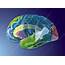 Cerebral Cortex  Stock Image C018/2756 Science Photo Library