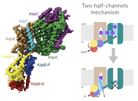 The positive effect of minoxidil on hair growth is mainly due to its metabolite, minoxidil sulfate, and the enzyme responsible for this conversion is sulfotransferase, which is located in hair follicles and varies in production among individuals. Potassium channel conductance: a mechanism affecting hair ...