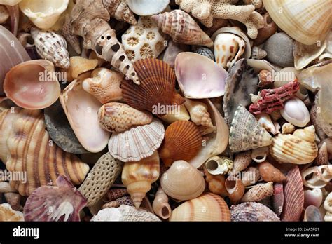 Sea Shells And Coral Close Up Stock Photo Alamy