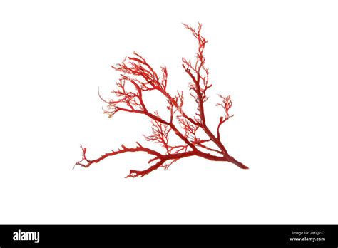 Rhodophyta Red Algae Branch Isolated On White Stock Photo Alamy