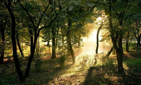 Photography Nature Plants Trees Landscape Sun Rays