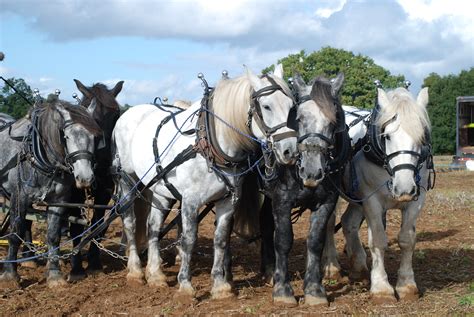 Heavy Draft And Work Horse Breeds Heavy Horses In The Modern Era