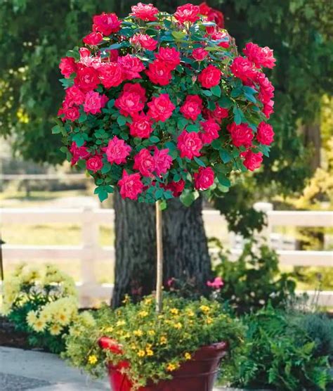 Rose Trees Rose Trees For Sale — Rose Trees