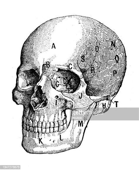 Human Skeleton Profile Photos And Premium High Res Pictures Getty Images