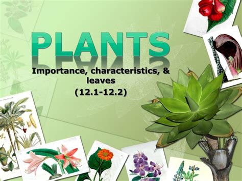 Ppt Plants Powerpoint Presentation Free Download Id2194336