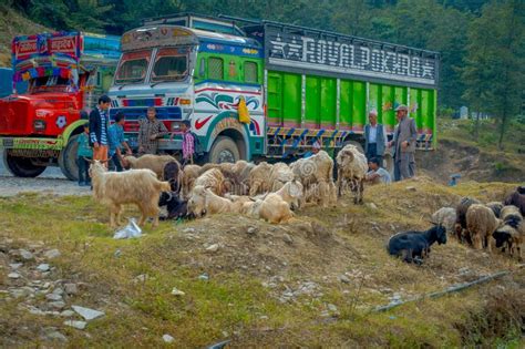 Pokhara Nepal September 04 2017 Flock Of Goats Going Along The