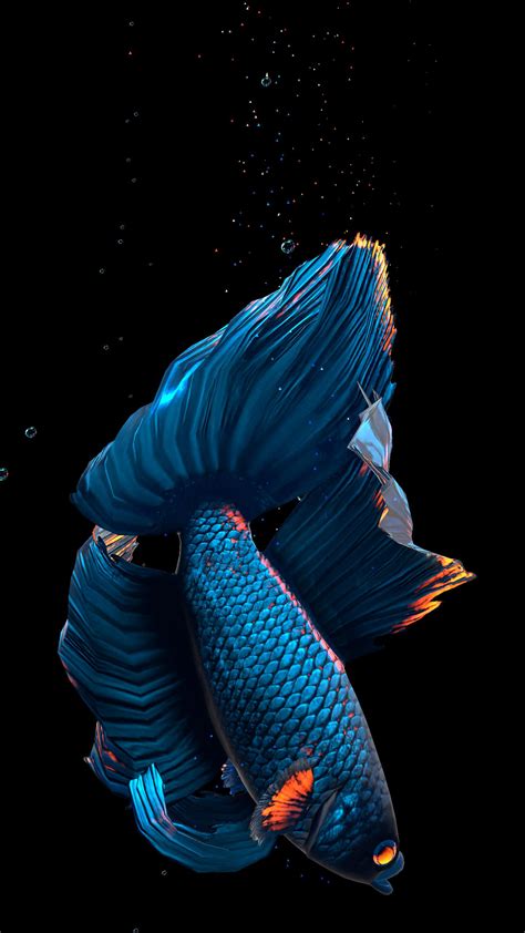Download Betta Fish Live Wallpaper For Android Apk By Edwards Live