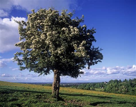 Hawthorn Tree On A Landscape, Ireland Photograph by The ...
