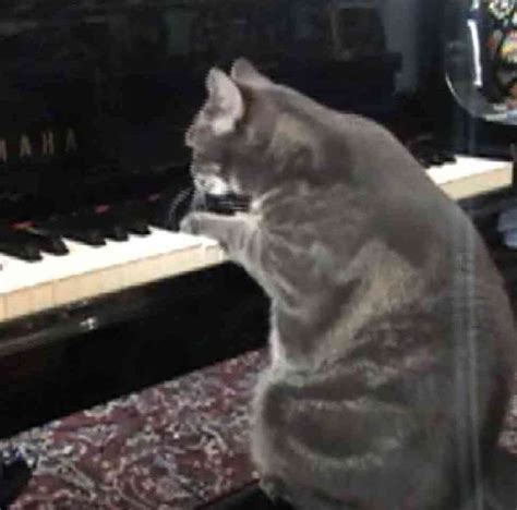 Nora The Piano Playing Cat Practice Makes Purrfect Cats Funny