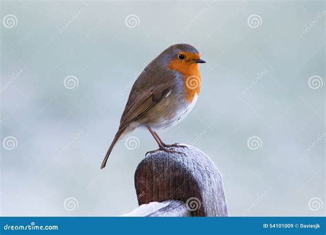 Winter Robin Stock Image Image Of Posing Passeriformes 54101009