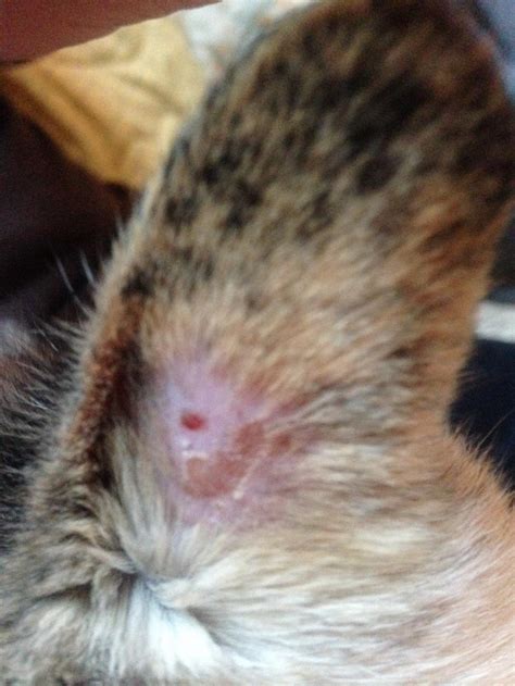 My Cat Has A Bald Spot If Your Cat Is Sensitive To Fleas She May
