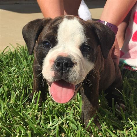 Old English Bulldog Puppies For Sale Charles Drive Tx 224084