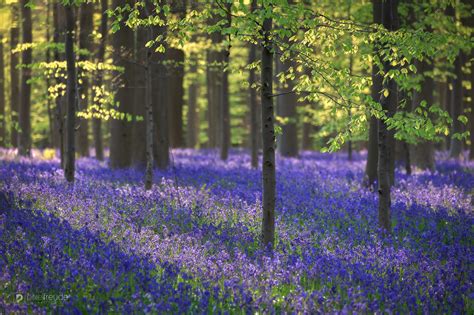 Hallerbos bluebells have hyacinth flowers flourishing all over in spring and attract many visitors hallerbos forest 2020: Frühling im Hallerbos/Belgien - PIXELFREUDE PHOTOGRAPHY ...