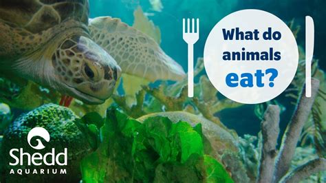 What celebrities really eat isn't what you'd expect. Sea Curious: What Do Animals Eat? - YouTube