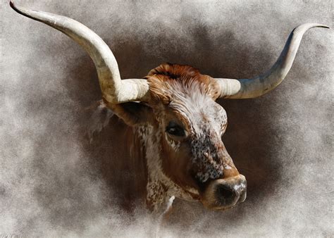 Longhorn Wallpaper 52 Images