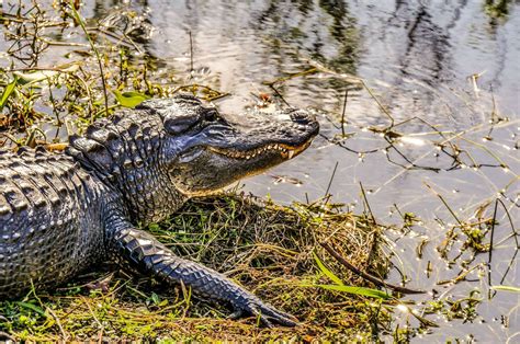 Visiter Les Everglades Immersion Dans Une Région Sauvage Crocodile