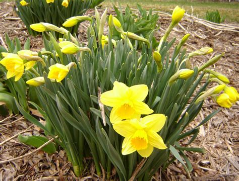 Spring Valley Roses Daffodils In Bloom