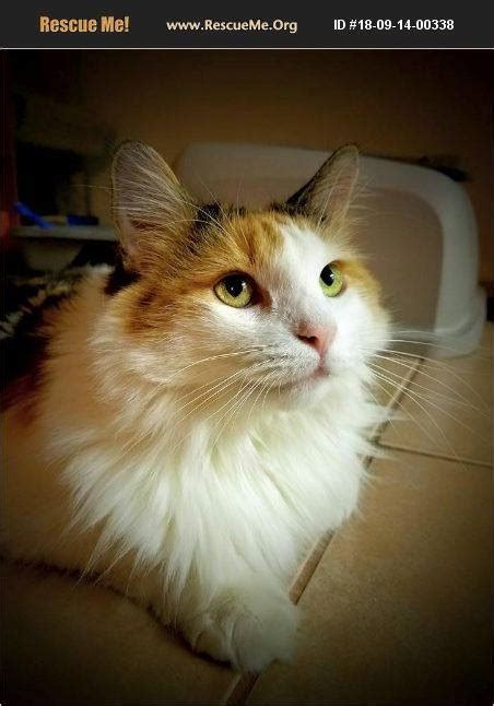 Try rescuing a wegie through a rescue organizations, such as rescue me! Rescue Me! Norwegian Forest Cat Rescue - Posts | Facebook