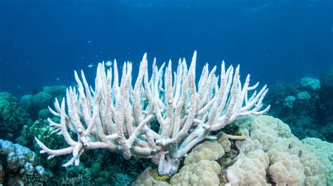 Qué Es El Blanqueamiento De Corales Y Qué Lo Provoca