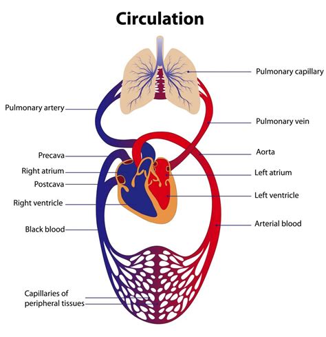 Pin On Circulatory System