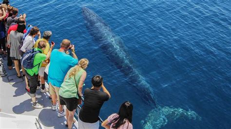Whale Watching Tour Details Auckland Whale And Dolphin Safari