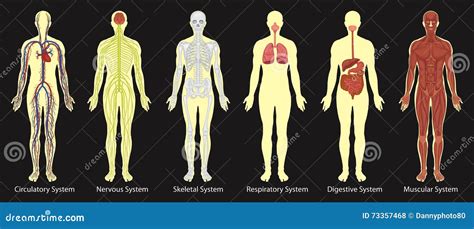 Diagrama Dos Sistemas No Corpo Humano Ilustração Do Vetor Imagem